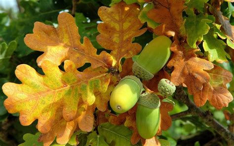 Image result for autumn oak leaves & acorns | Oak leaves, Acorn, Autumn ...