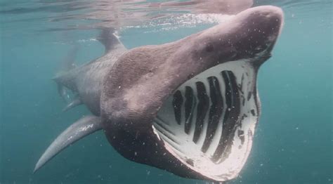 Basking sharks seek out winter sun