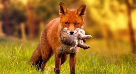 What Do Foxes Eat? | Fox eat, Fox, Fox diet