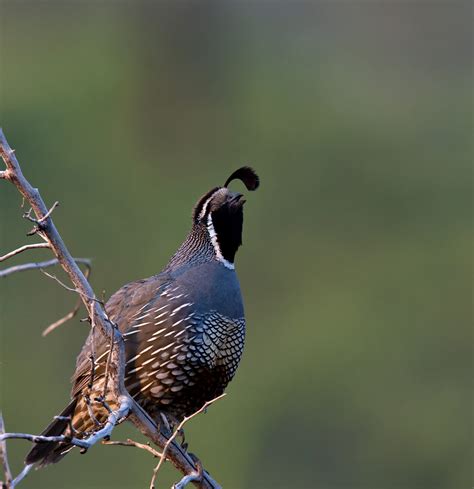 California Quail - NDOW