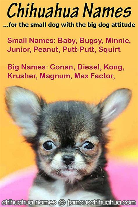 chihuahua names: cute and fun names for the small dog with a big ...