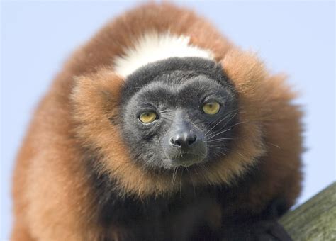 Free photo: Red Ruffed Lemur - Animal, Jungle, Lemur - Free Download ...