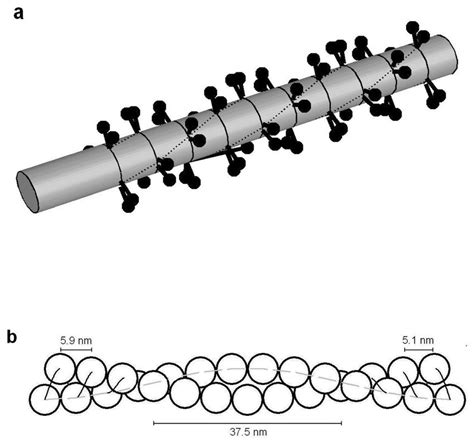 a. Diagram showing the arrangement of myosin heads on the myosin ...