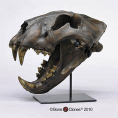 240 Sabertooth's Pride: Fossils and Extinct Felids ideas | sabertooth ...