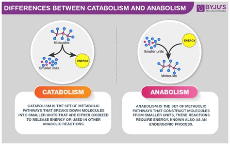 Difference Between Catabolism and Anabolism | Biochemistry, Anabolic ...