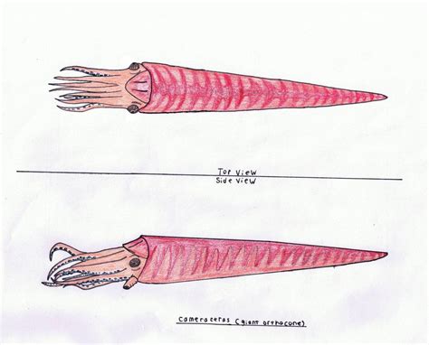 Cameroceras (Giant Orthocone) | Prehistoric, Giants, Paleontology