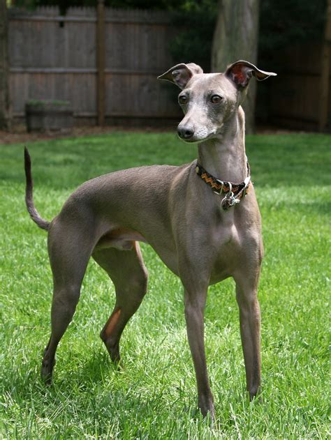 File:Italian Greyhound standing gray (cropped).jpg - Wikimedia Commons