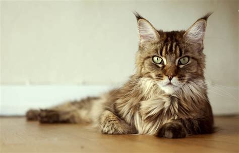 18 Exotic Breeds Of House Cat