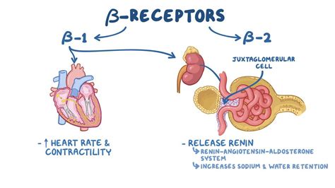 Adrenergic antagonists: Beta blockers: Video | Osmosis