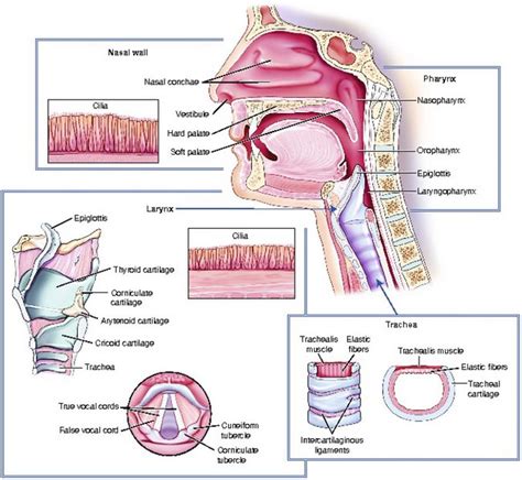 Airway Management: Oxygenation and Ventilation | Thoracic Key