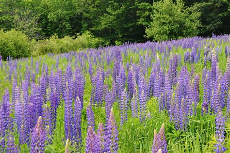 Field of Lupines Festival June 2018 in Franconia New Hampshire