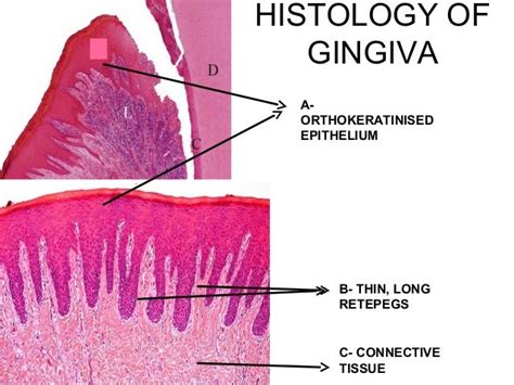 Oral biologyslides