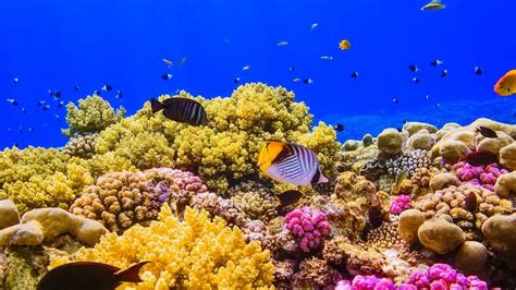 A coral reef in the Red Sea near Egypt-2016 Bing Desktop Wallpaper ...