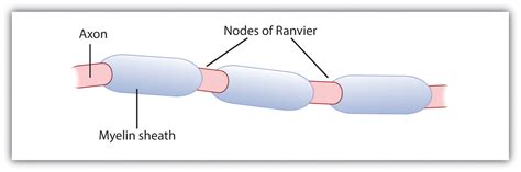 3.1 The Neuron Is the Building Block of the Nervous System ...