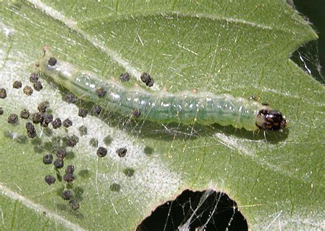 Leafroller Caterpillars - Family TORTRICIDAE