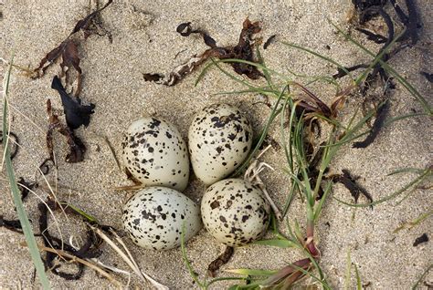 Ringed plover eggs - Stock Image - C022/3518 - Science Photo Library