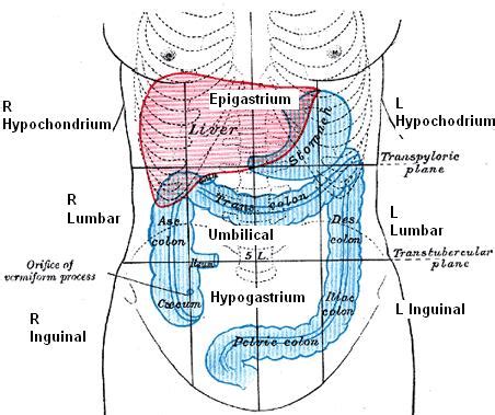 Medical Education: Abdominal surface anatomy