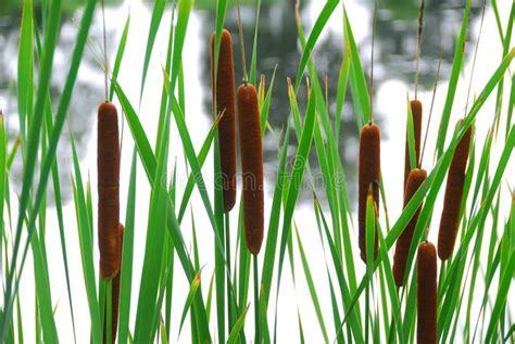 Cattails stock image. Image of cattail, nature, lake, pond - 1569613