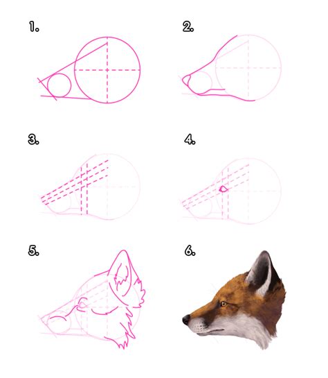 How to Draw Animals: Foxes | Envato Tuts+