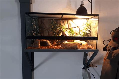 Corn Snake Habitat Setup