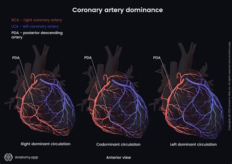 Coronary Arteries Anatomy Posterior View