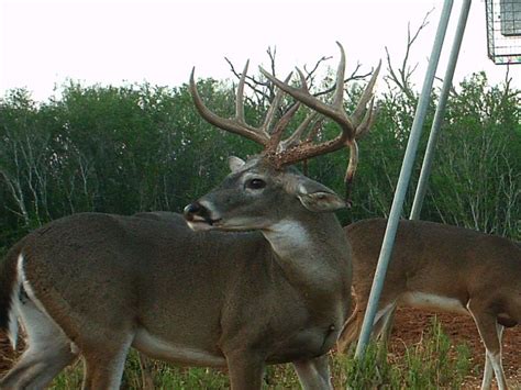 Rates - Panther Hollow Whitetails, LLC