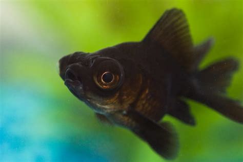 Black Moor Goldfish Care: Size, Lifespan, Diet, Breeding, and Tank Mates