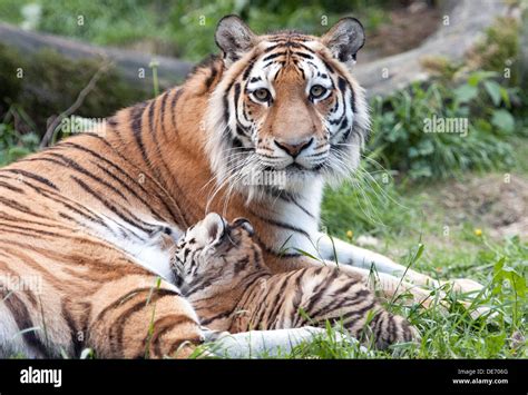 Tiger Cubs With Father And Mother