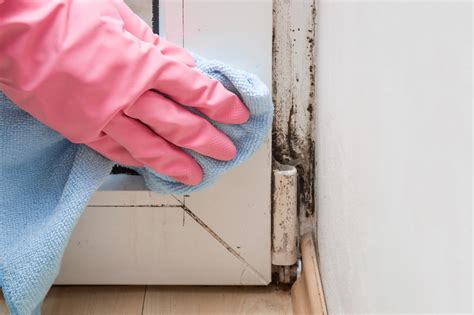 Black Mold Removal and Remediation: Everything You Should Know