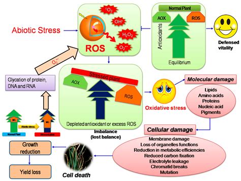 Causes Of Oxidative Stress In Plants - Plant Corz