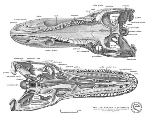 BrantWorks: Allosaurus skull