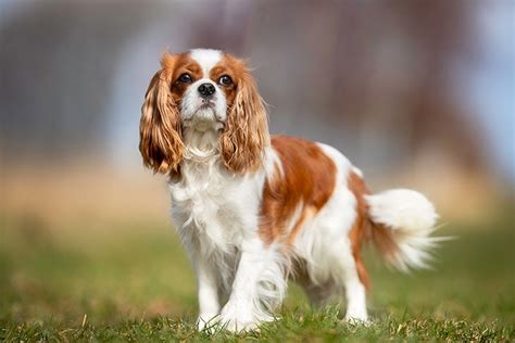 Cavalier King Charles Spaniel Dog Breed Information