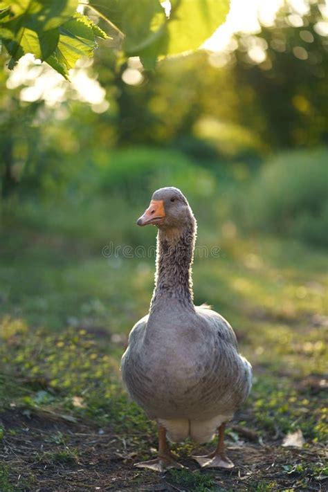 Domestic Goose. Goose Farm. Geese Enjoy a Morning Walk in the Farm ...