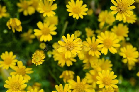 Yellow daisy stock photo. Image of landscape, farm, closeup - 51969208