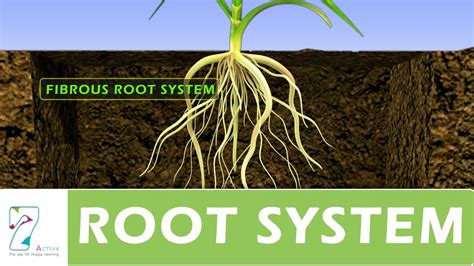 ROOT SYSTEM - YouTube