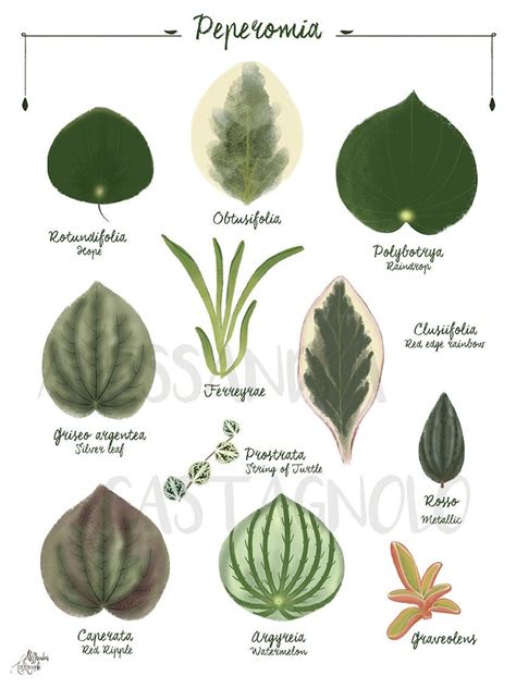 Peperomia Types | ubicaciondepersonas.cdmx.gob.mx