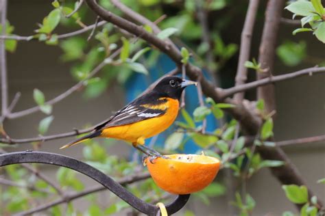 Migration is Marvelous: Baltimore Oriole! - FeederWatch