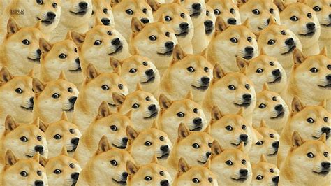 Free download | HD wallpaper: doge face memes dog, full frame ...