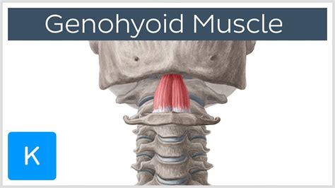 Geniohyoid Muscle - Origins & Function - Human Anatomy | Kenhub - YouTube