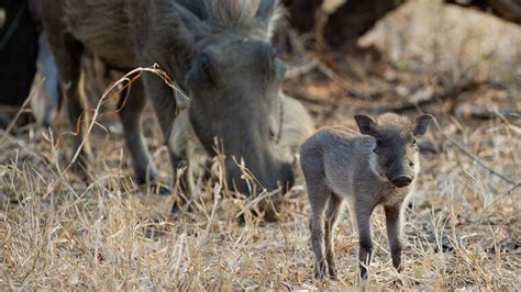 Malawi Wildlife | 173 sightings of species across Malawi | Expert Africa