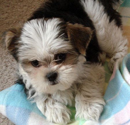 yorkie-bichon puppies | Augustine the Yorkie/Bichon Pictures 4766 # ...