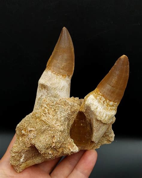 Mosasaur jaw part with teeth - matrix free - Prognathodon - Catawiki