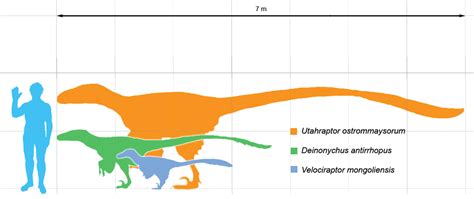 Deinonychus Size Comparison