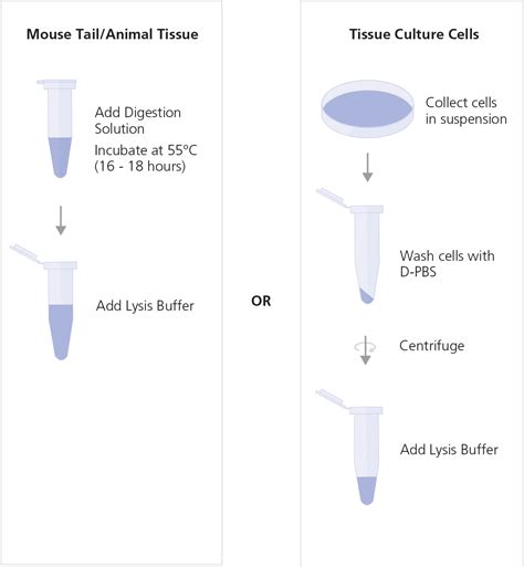 Cell Lysis Buffer Recipe For Dna Extraction | Bryont Blog