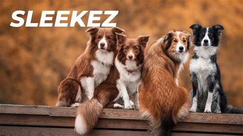 SleekEZ shedding tool - SleekEZ used on a dog - He just loves it! - YouTube