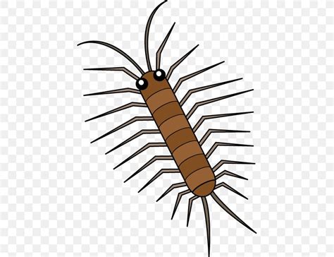 Clip Art House Centipedes Illustration, PNG, 442x631px, Centipedes ...