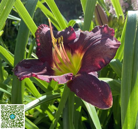 Hemerocallis fulva | Fulvous Daylily - PlantShare LLC - PlantShare