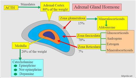 Adrenal medulla hormones function - atvamet