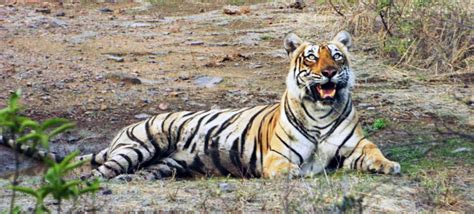 Conserving Tiger and Elephant Habitat in India