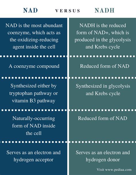 Difference Between NAD and NADH | Definition, Synthesis, Role, Similarities